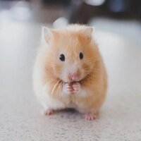 generador de apodos y nombres  Hamster